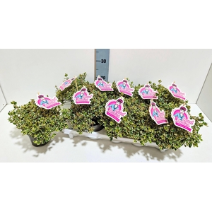 Abelia Pink Lady 11T