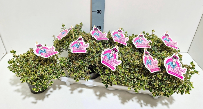<h4>Abelia Pink Lady 11T</h4>