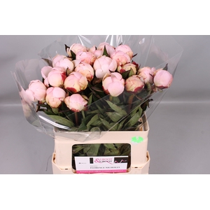Paeonia Florence Nicholls | Heavy Quality