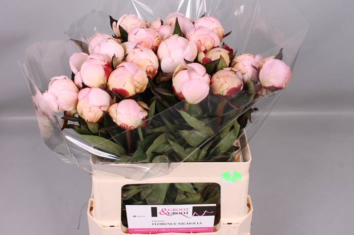 <h4>Paeonia Florence Nicholls | Heavy Quality</h4>