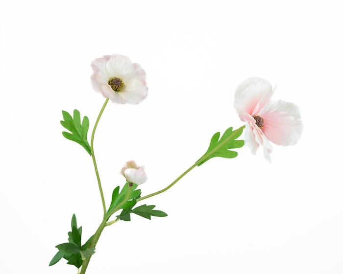 <h4>Ranunculus Butterfly Pink Light</h4>