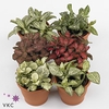 fittonia mix 12 cm in smartcup met etiket