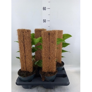 Rhaphidophora korthalsii