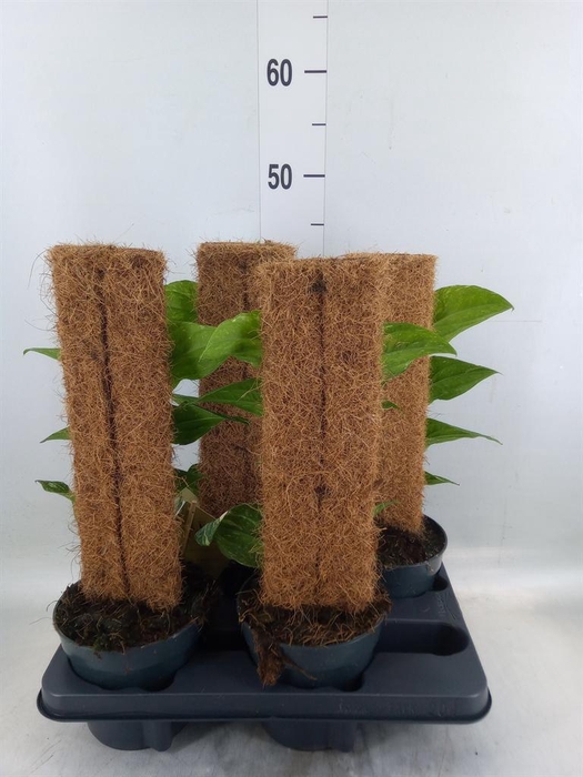 <h4>Rhaphidophora korthalsii</h4>