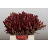 Leucadendron Jester