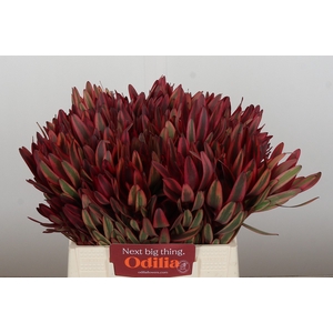 Leucadendron Jester