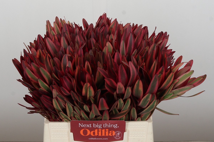 <h4>Leucadendron Jester</h4>