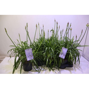 arr8 Agapa Summ Love Blue