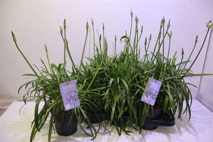 <h4>arr8 Agapa Summ Love Blue</h4>