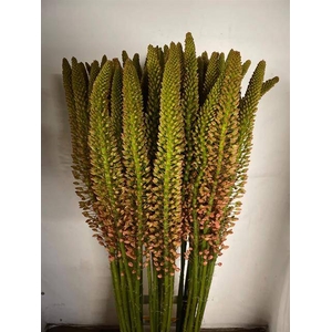 Eremurus Cleopatra