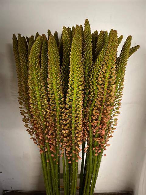 <h4>Eremurus Cleopatra</h4>