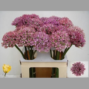 ALLIUM PINK JEWEL