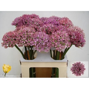 ALLIUM PINK JEWEL