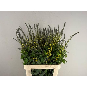 Baptisia Australis Geel