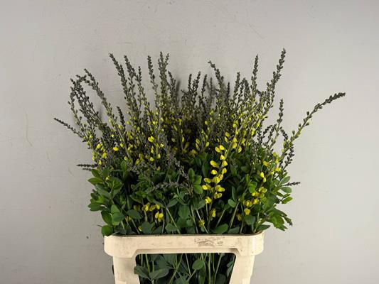 <h4>Baptisia Australis Geel</h4>