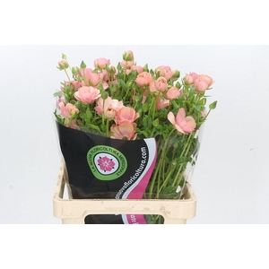 RAN NA MODER CAREZZA