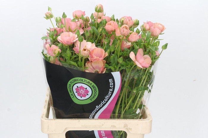 <h4>RAN NA MODER CAREZZA</h4>