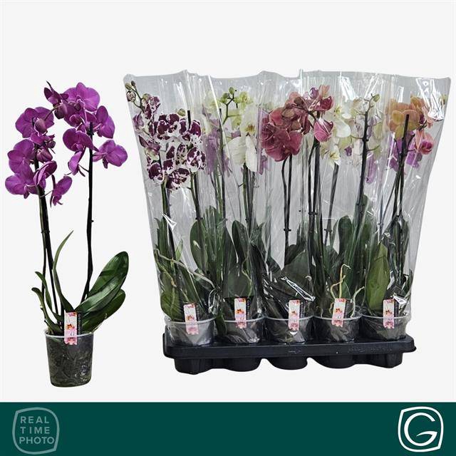 <h4>PHAL MIX 2 TAK</h4>