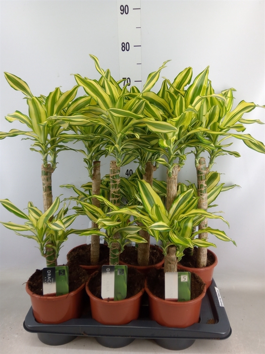 <h4>Dracaena frag. 'Yellow Coast'</h4>