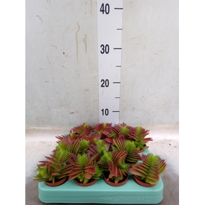 Crassula   ...