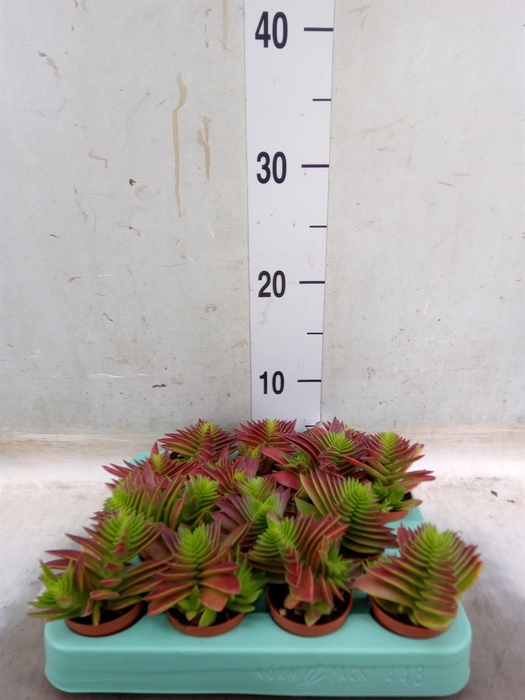 <h4>Crassula   ...</h4>