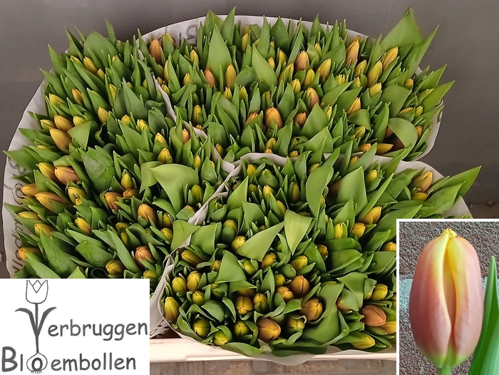 <h4>TU EN LEEN VD MARK</h4>