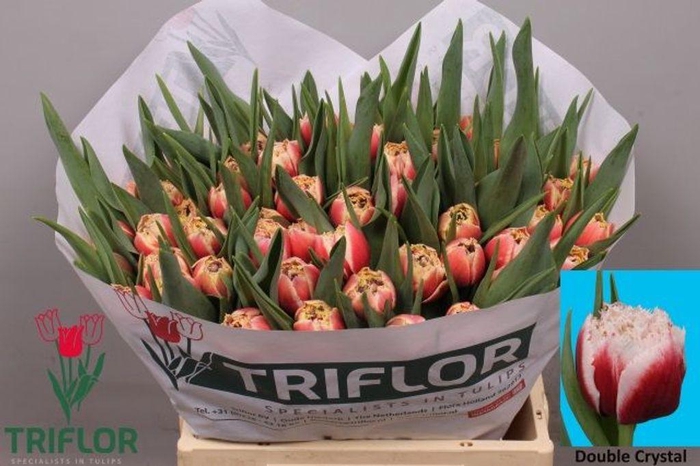 <h4>Tulipa fr double crystal</h4>