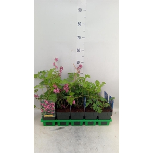 Dicentra formosa 'Luxuriant'