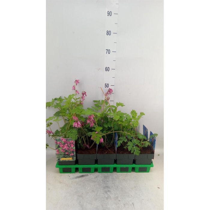 <h4>Dicentra formosa 'Luxuriant'</h4>