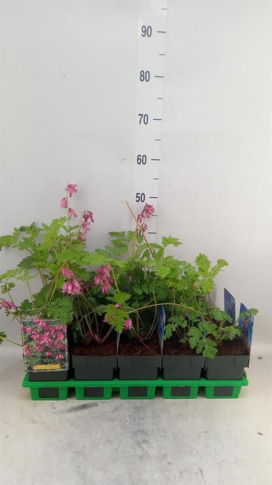 <h4>Dicentra formosa 'Luxuriant'</h4>