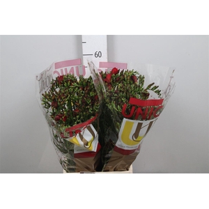 Fr En Red Baron (op Kleur!)