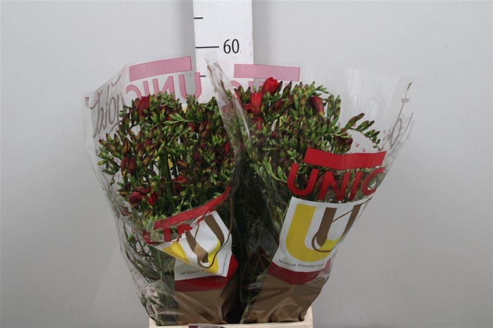 <h4>Fr En Red Baron (op Kleur!)</h4>