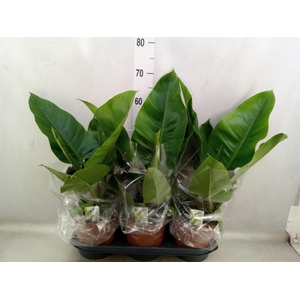 Philodendron  'Imperial Green'