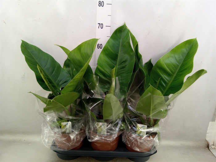 <h4>Philodendron  'Imperial Green'</h4>