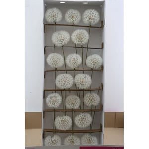 Puste Blumen Vers