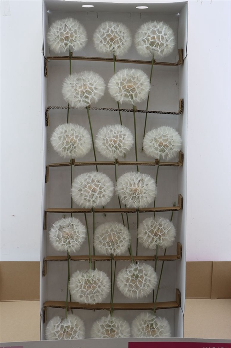 <h4>Puste Blumen Vers</h4>