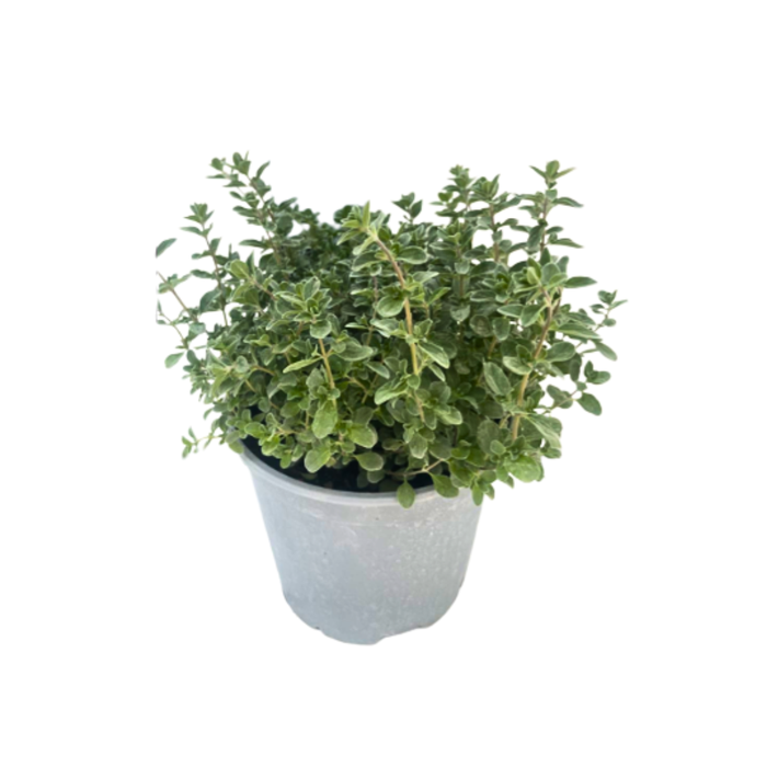 <h4>Origanum vulgare 'Compactum'</h4>
