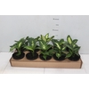 DIEFFENBACHIA VARIADO P11