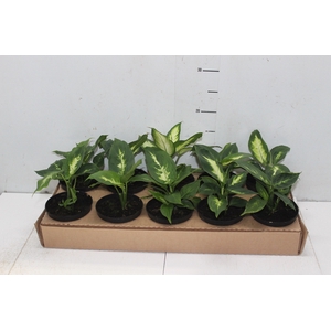 DIEFFENBACHIA VARIADO P11