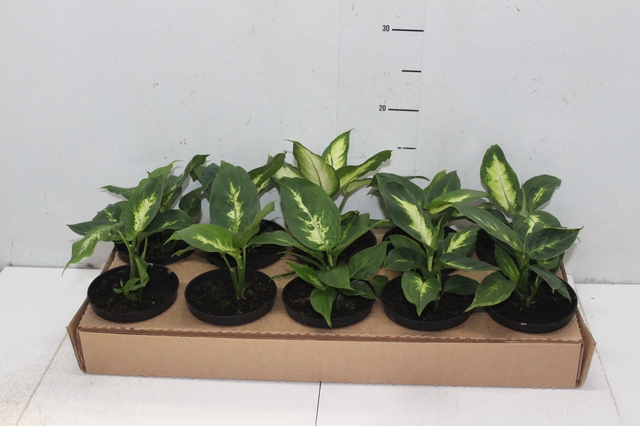 <h4>DIEFFENBACHIA VARIADO P11</h4>