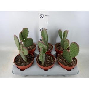 Opuntia microdasys