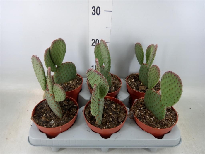 <h4>Opuntia microdasys</h4>