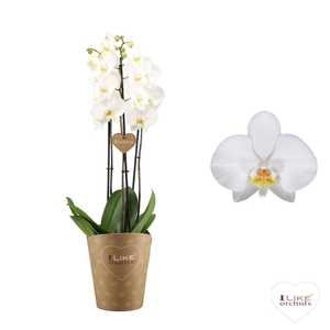 Duetto Leeds - 3 tak