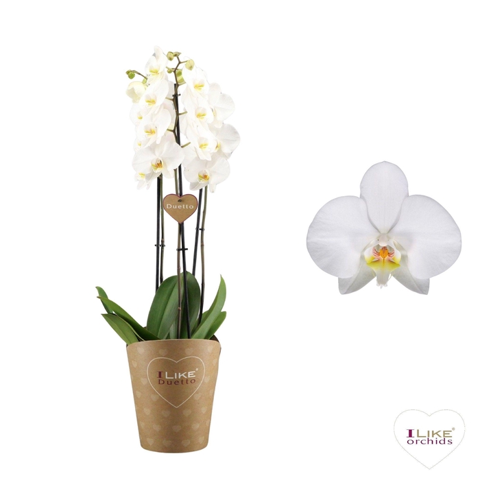 <h4>Duetto Leeds - 3 tak</h4>