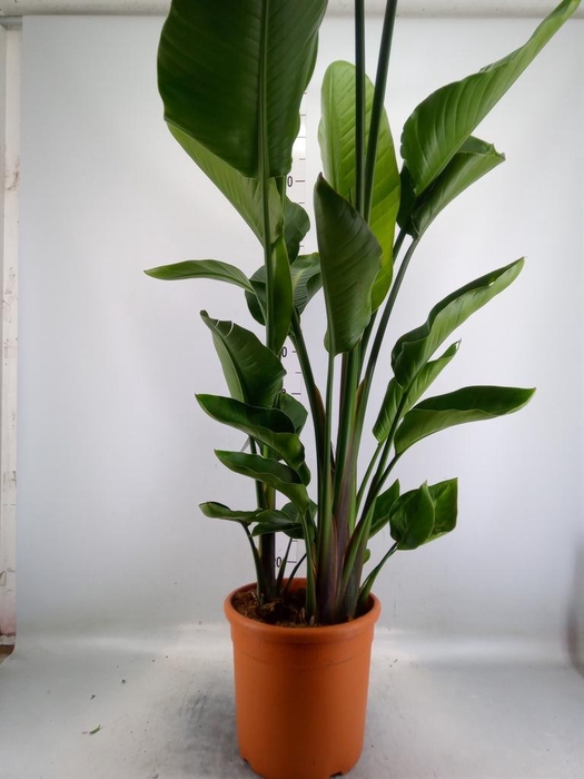 <h4>Strelitzia nicolai</h4>