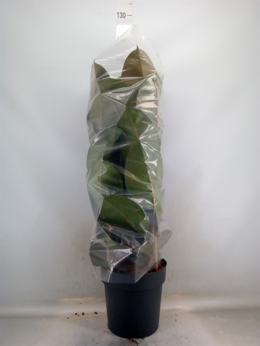 <h4>Ficus elastica 'Robusta'</h4>