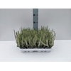 Calluna vulg. 'Beauty L Verenka'