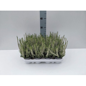 Calluna vulg. 'Beauty L Verenka'