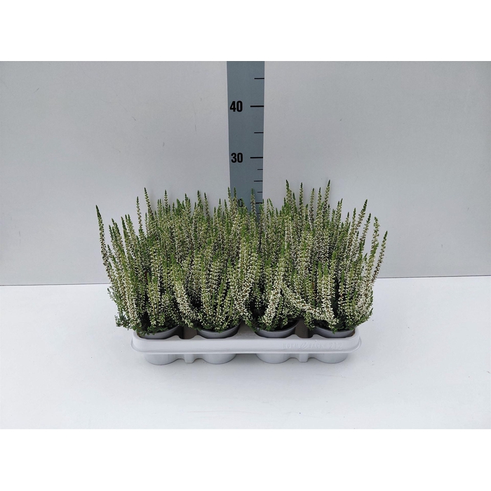 <h4>Calluna vulg. 'Beauty L Verenka'</h4>