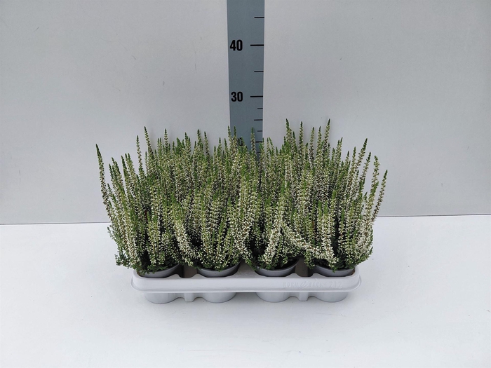 Calluna vulg. 'Beauty L Verenka'